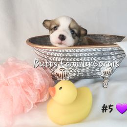 Girl 5 - Red Pembroke Welsh Corgi puppy in Cameron, North Carolina from Butts Family Corgis