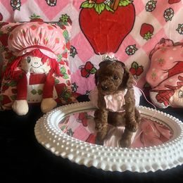 Assorted Doodle Crosses, Maltese, and Poodle Puppies from House of Poodles