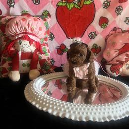 Assorted Doodle Crosses, Maltese, and Poodle Puppies from House of Poodles
