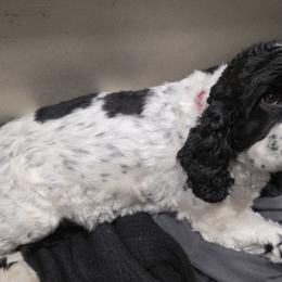 Ellie - Cocker Spaniel