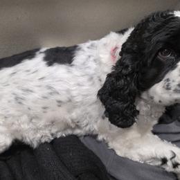Ellie - Cocker Spaniel