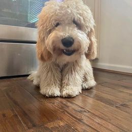 Goldendoodle Puppies from Lykeable Farms