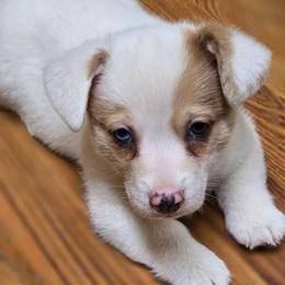 Red Merle Boy - Red merle and white male American Corgi puppy in Clovis, New Mexico from Sweet & Salty Cowdogs