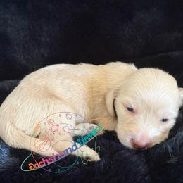 Aurora - Cream female Dachshund puppy in Peyton, Colorado from Dachshund Universe