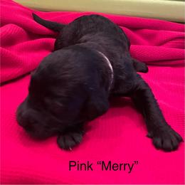 Merry - Black female Goldendoodle puppy in St Johns, Florida from Nini's Poodles and Doodles of St. Johns Co.