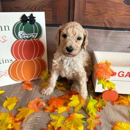 Gregory - Cream male Poodle puppy in Fountain, Florida from Silva Royale Standard Poodles