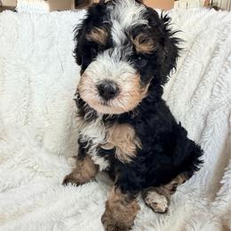 Meadow - Tri-color female Bernedoodle puppy in Grandview, Texas from Big Sky Bernedoodles