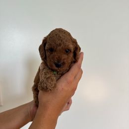 Milo - Red  male Poodle puppy in Missouri from Midwest Miniature Poodles