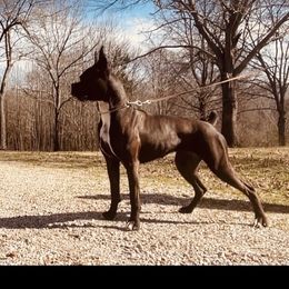 Devi - Boxer