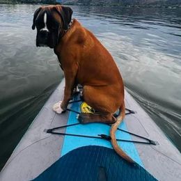 Boxer All Grown Up from Rose’s Supercharged Boxers