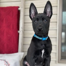 Belgian Malinois Puppies from Red Acres Working Line K9s