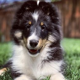 Shetland Sheepdogs from Clermont