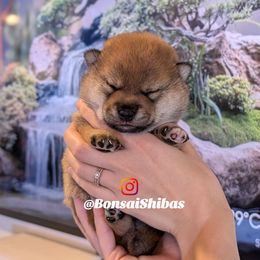 MOKI - Red male Shiba Inu puppy in Minnesota from BonsaiShibas