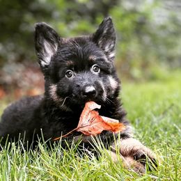 German Shepherds from Apex GSD Specialists