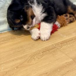 Miniature Australian Shepherd All Grown Up from Yaw's Mini Aussies