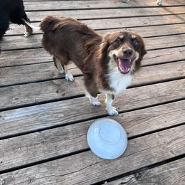 London - Miniature Australian Shepherd