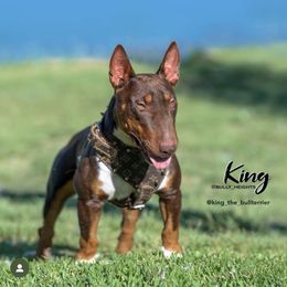 Belgian Malinois Puppies from ROSC K9