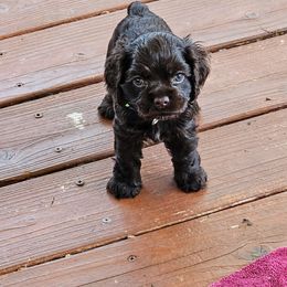 Cocker Spaniel Puppies from Cocker Paradise
