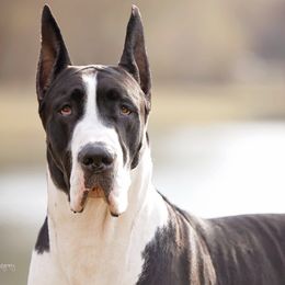 Great Danes and Greater Swiss Mountain Dogs from Debbie's Pups