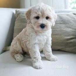 Blue Boy - Cream male Goldendoodle puppy in Rochester, New York from Sandy Creek Doodles