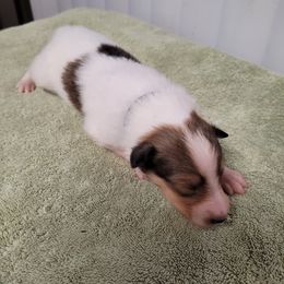 Black - White male Collie puppy in Newberry, South Carolina from Country Haven Collies