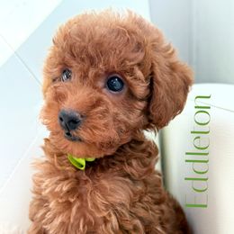 Eddleton - Red  male Poodle puppy in Gilbert, Arizona from My Poodle Bears