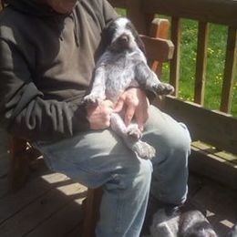 Spinone Italiano Puppies from Maple Hollow Spinone
