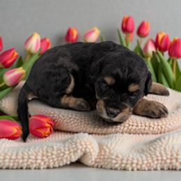 Aussiedoodle puppies from Sis' Doodles & Poodles