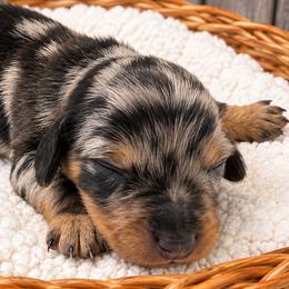 Spongebob - Black and tan male Dachshund puppy in Warm Springs, Arkansas from Seven Hills Arkansas