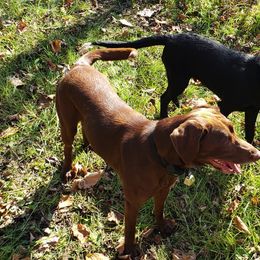 Labrador Retrievers from Semper Fido Labradors