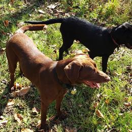 Labrador Retrievers from Semper Fido Labradors