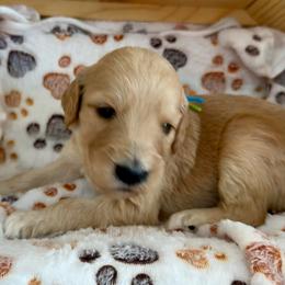 Sullivan - Apricot male Goldendoodle puppy in Boise, Idaho from Goldendoodle Baby