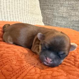Girl 2 - Liver female Shih Tzu puppy in Lexington, North Carolina from SCS Shih Tzus