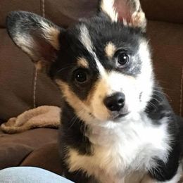 Pembroke Welsh Corgis from Susan Clark's Pembroke Welsh Corgis