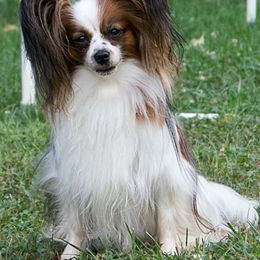 Papillons from Gemedet Papillons