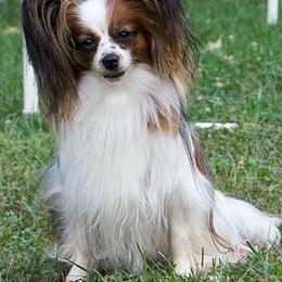 Papillons from Gemedet Papillons