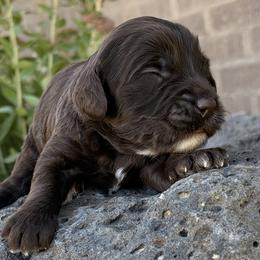 Armani - Chocolate male Goldendoodle puppy in Twin Falls, Idaho from Magic Valley Family Doodles