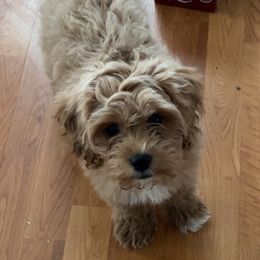 Cavapoos from Kelli Griffin's Cavapoos