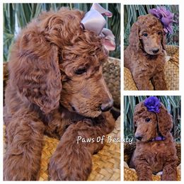 Poodle and Shih Tzu Puppies from Paws Of Beauty