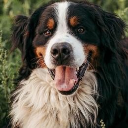 Bernese Mountain Dogs from Diamond U Berners