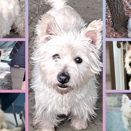 Princess - West Highland White Terrier
