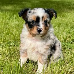 Snickers - Blue merle male Toy Australian Shepherd puppy in Tonasket, Washington from V5 Aussies