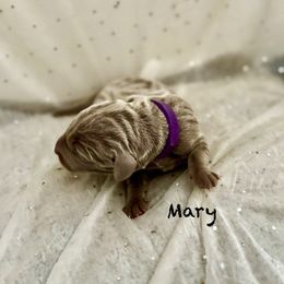 Mary - Silver gray female Weimaraner puppy in Aitkin, Minnesota from Whispering’s GunDogs