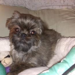 Layla - Shih Tzu