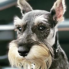 Miniature Schnauzers from G2G BREEDER
