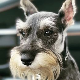 Miniature Schnauzers from G2G BREEDER