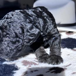 Randy Travis - Black male Labradoodle puppy in Kingston, Georgia from CC Familydoodles