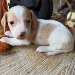Honey - Piebald female Dachshund puppy in Washburn, Tennessee from Clinch Mountain Dachshunds