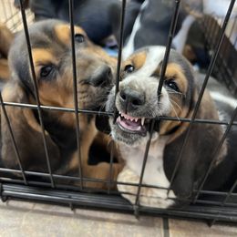 Basset Hound Puppies from Blessed Bassets