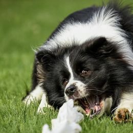 Border Collies from Storyline Border Collies